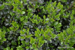 Azalea Kaempo — photo 2
